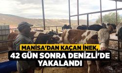 Manisa'dan Kaçan İnek, 42 Gün Sonra Denizli'de Yakalandı