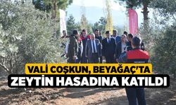 Vali Coşkun, Beyağaç'ta zeytin hasadına katıldı