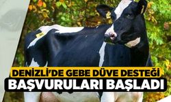 Denizli'de Gebe düve desteği başvuruları başladı!