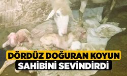 Dördüz doğuran koyun sahibini sevindirdi