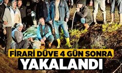 Firari düve 4 gün sonra yakalandı