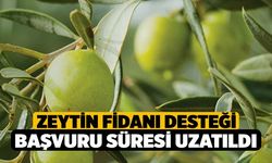 Zeytin Fidanı Desteği Başvuru Süresi Uzatıldı