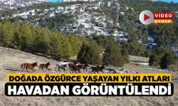 Doğada özgürce yaşayan yılkı atları havadan görüntülendi