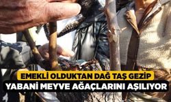 Emekli olduktan dağ taş gezip yabani meyve ağaçlarını aşılıyor