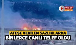 Ateşe verilen sazlıklarda binlerce canlı telef oldu