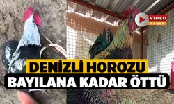 Denizli horozu bayılana kadar öttü