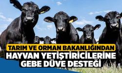 Tarım ve Orman Bakanlığından hayvan yetiştiricilerine gebe düve desteği