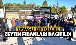 Tavaslı çiftçilere zeytin fidanları dağıtıldı