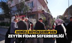 Denizli Büyükşehir’den zeytin fidanı seferberliği