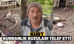 Kurt, Kurbanlık Kuzuları Telef Etti