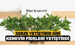 Sebze yetiştirir gibi kenevir fideleri yetiştirdi