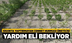 Sigorta yaptırmayan cennet hurması üreticisi yardım eli bekliyor