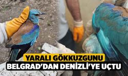 Yaralı Gökkuzgunu Belgrad'dan Denizli'ye Uçtu
