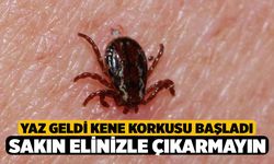 Keneye Dikkat! Erken Teşhis Hayat Kurtarır