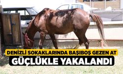 Denizli Sokaklarında Başıboş Gezen At Güçlükle Yakalandı