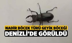 Nadir böcek türü geyik böceği Denizli’de görüldü