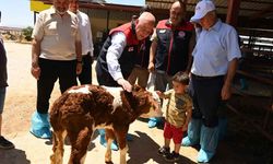 Denizli'de 511 bin ton inek sütü üretiliyor