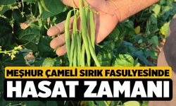 Meşhur Çameli sırık fasulyesinde hasat zamanı
