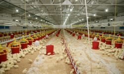 Şenpiliç ekosistemi sözleşmeli çiftliklerle geçen yıl 4.200 kişiye istihdam sağladı