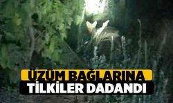 Buldan'da Üzüm Bağlarına Tilkiler Dadandı