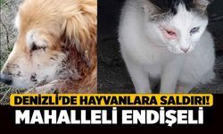 Denizli'de hayvanlara saldırı! Mahalleli Endişeli