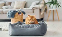 Kedi Yatakları Hangi Odaya Konmalı? En Doğru Yerleşim Stratejisi