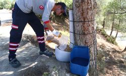 Pamukkale Belediyesi’nden Doğaya ve Canlılara Sahip Çıkan Yeni Bir Proje