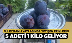 Süleymanlı Yaylasında yetişen eriklerin 5 adeti 1 kilo geliyor