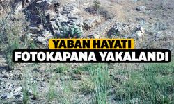 Yaban hayatı fotokapana yakalandı