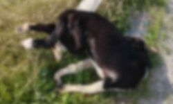 Buldan’da yol kenarında ölü köpekler bulundu