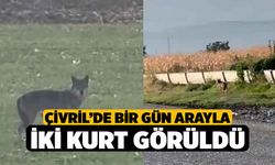 Çivril’de bir gün arayla iki kurt görüldü
