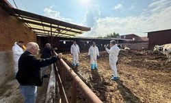 Denizli’de şap hastalığına karşı tedbirler arttırıldı