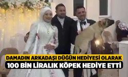 Damadın arkadaşı düğün hediyesi olarak 100 bin liralık köpek hediye etti