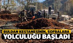 Buldan Kestanesinin Sofralara Yolculuk Süreci Başladı