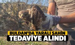 Buldan'da Yaralı Şahin Tedavi Altına Alındı