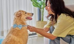 Ankara’da Güvenli ve Konforlu Bir Deneyim: Pet Otel Ankara Hizmetleri