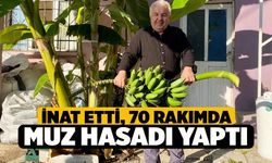 İnat etti, 70 rakımda muz hasadı yaptı