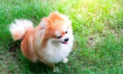 Pomeranian Boo Satın Alırken Dikkat Edilmesi Gerekenler