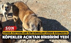 Sokak hayvanları için kurulan sözde barınakta, Köpekler açıktan birbirini yedi