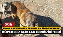 Sokak hayvanları için kurulan sözde barınak, Köpekler açıktan birbirini yedi
