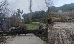 Asırlık kavak ağacı fırtınaya dayanamadı