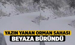 Yazın yanan orman sahası beyaza büründü