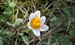Çameli’de Doğa Uyandı, Endemik Güzellikler Yüzünü Gösterdi!