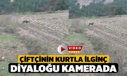Çiftçinin kurtla ilginç diyaloğu kamerada