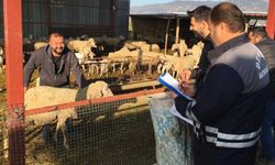 Denizli hayvancılığında sağlık, üretim ve güç bir arada