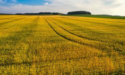 Yem Kırma Makinası Alırken Nelere Dikkat Edilmeli?