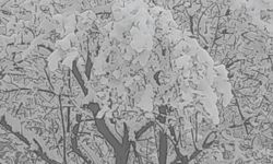 Çameli’nde kar kalınlığı 20 santime yaklaştı