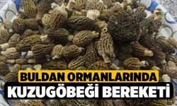 Buldan Ormanlarında Kuzugöbeği Bereketi