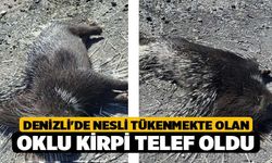 Denizli'de Nesli Tükenmekte Olan Oklu Kirpi Telef Oldu