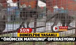 Denizli’de Yasaklı "Örümcek Maymunu" Operasyonu